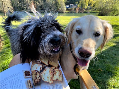 A Beginner's Guide to Choosing the Right Snacks for Your Dog