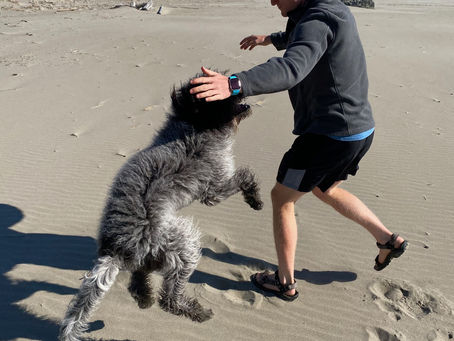 Why Healthy Dog Treats Matter for Your Pet