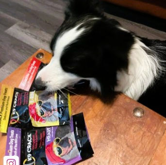 Why Natural Ingredients Matter in Dog Treats