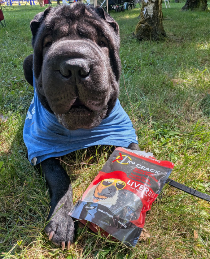 Eye-level view of a dog happily chewing on a liver treat in a sunny backyard