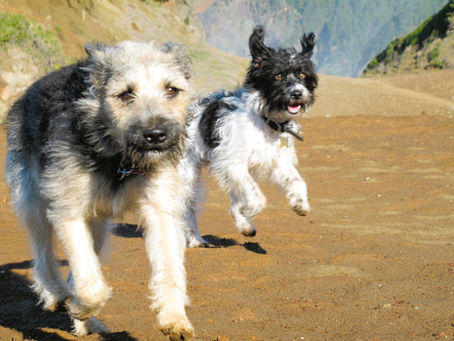 How Protein-Packed Treats Can Boost Your Dog's Energy