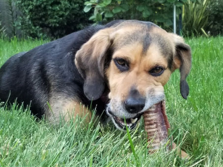 Understanding the Different Types of Dog Treats