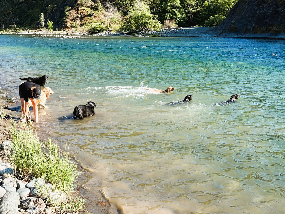 K9 Crack ensures your dog stays healthy and active.