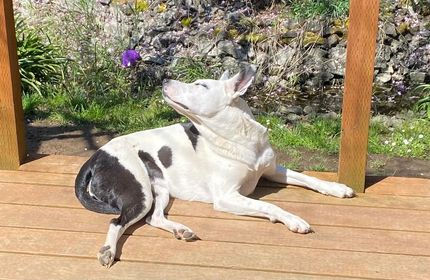 Understanding the Benefits of Natural Ingredients for Dogs