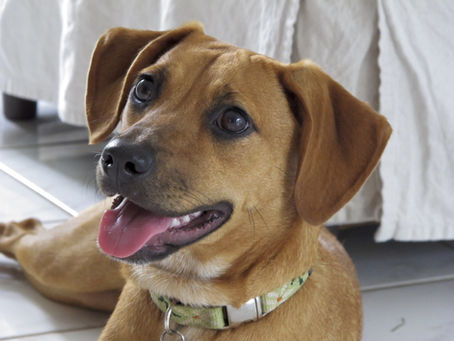 Premium Dog Treats for a Healthier Life