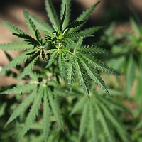 wild-hemp-plant-cannabis-sativa-narcotic