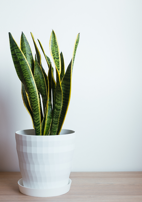 Psychic Brisbane1.png