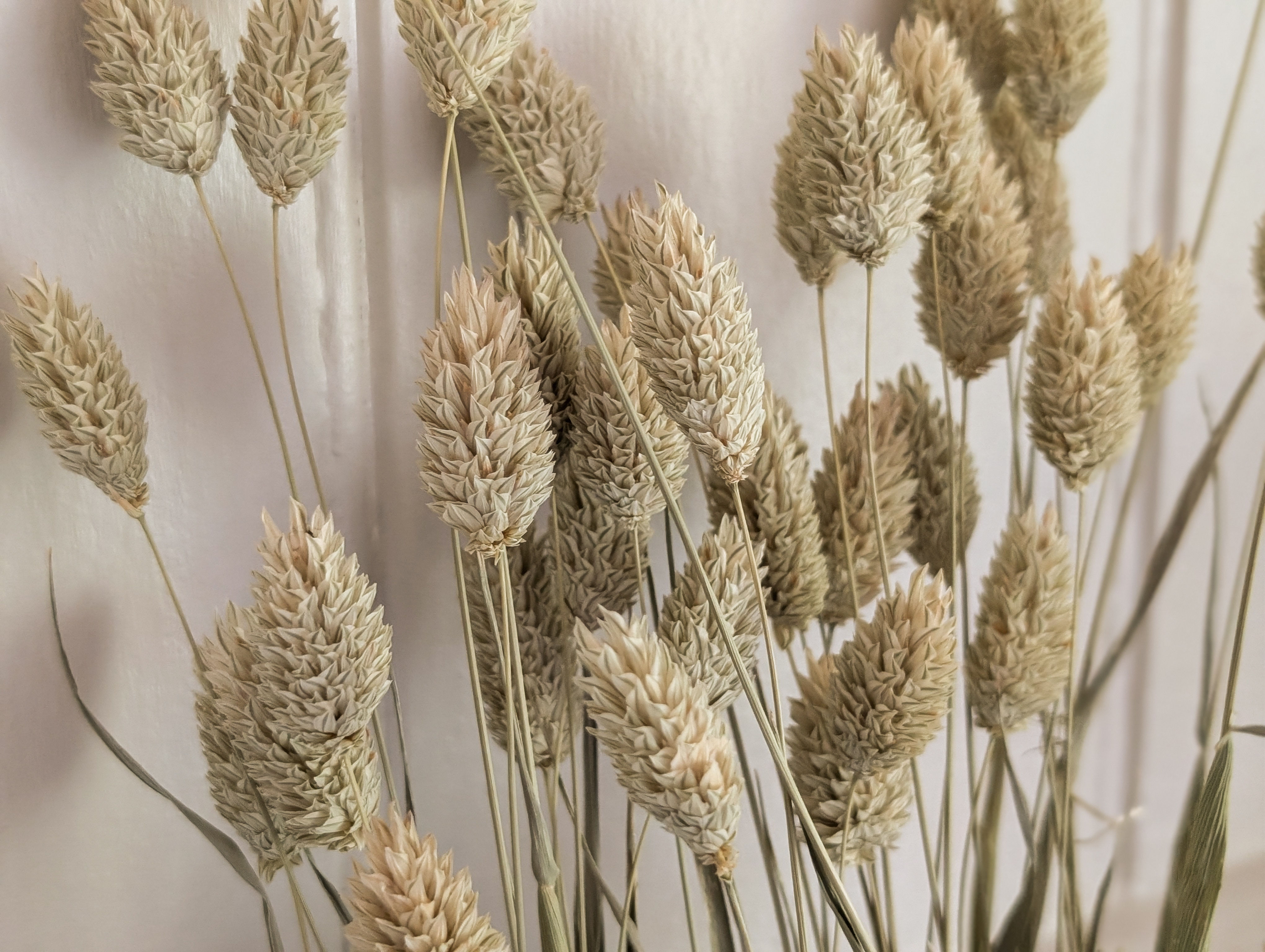 Natural Phalaris 60-70cm 