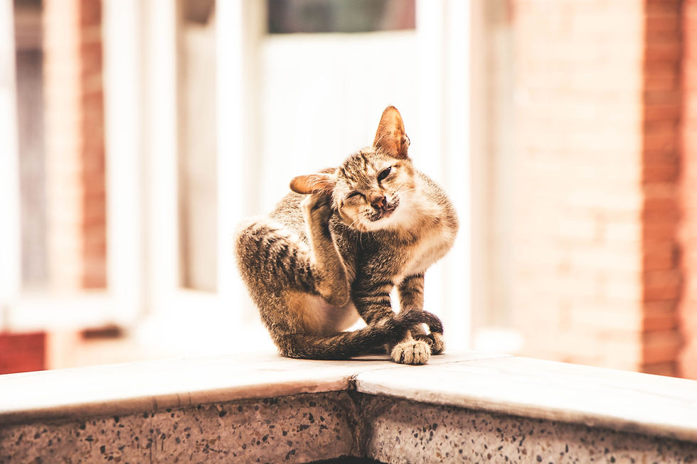 Tabby cat scratching its ear, highlighting preventive pet care.