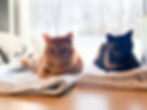 Two cats lounging on towels at our cat friendly hospital.