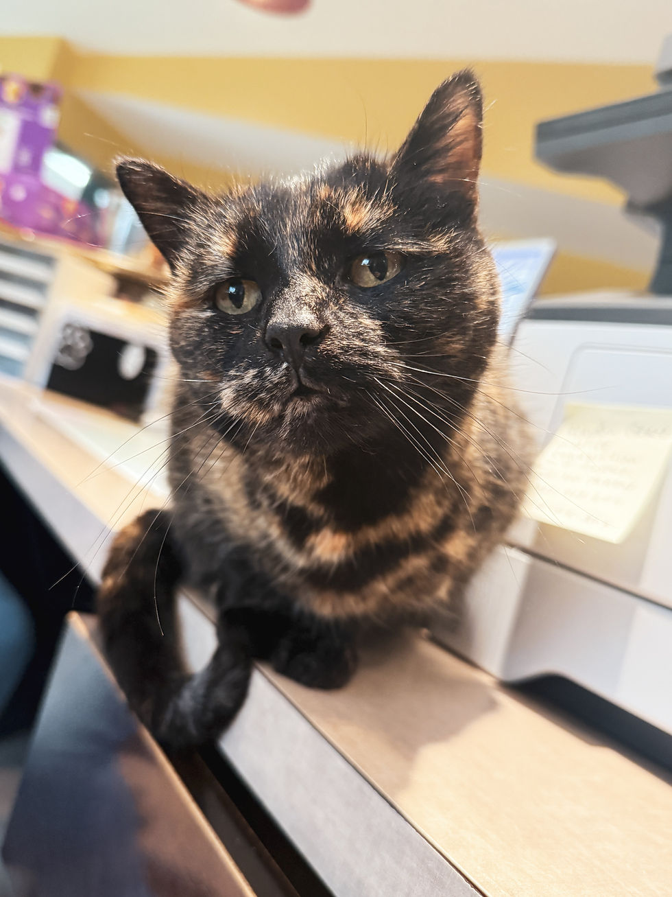 Tortoiseshell cat at a cat friendly hospital desk.