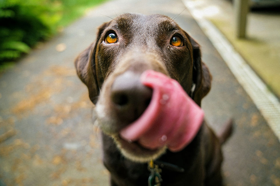 Chocolate Labrador licking its nose for preventive pet care