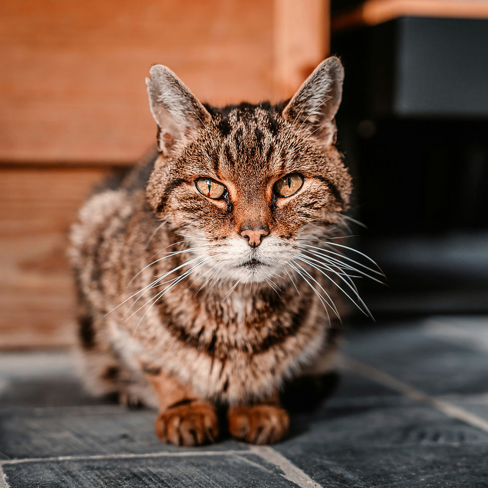 Brown tabby cat sitting on tiles for preventive pet care.