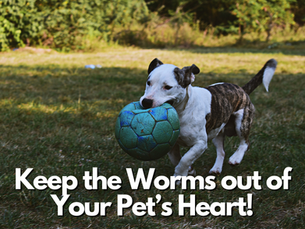 Keep the Worms out of Your Pet’s Heart!