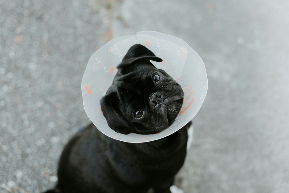 Black pug wearing a medical cone for preventive pet care