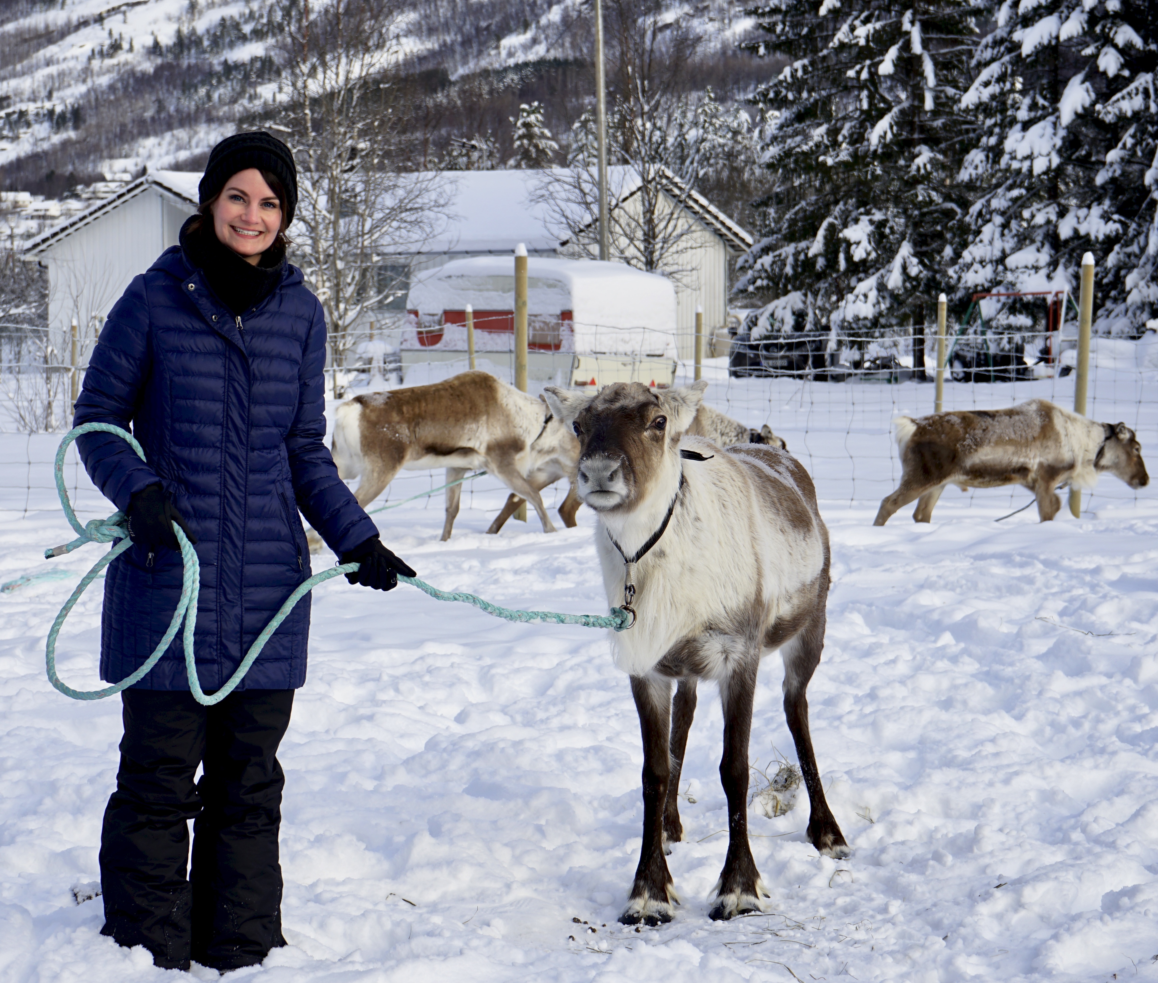 Norway Reindeer
