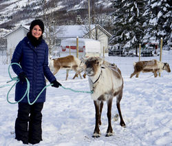 Norway Reindeer