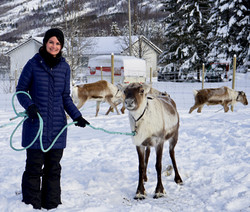Norway Reindeer