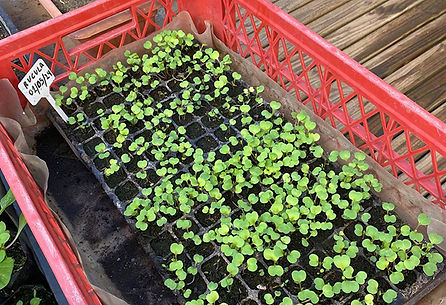 Alamiro Taller Jardineria 1 WEB OK.jpg