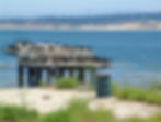 Cormorants Monterey 2006 07 21 copy