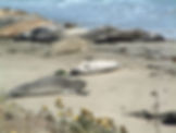 Elephant seals Rt 1, 2006, 07 21 copy