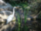 Egret in our Pond 2009 11 21