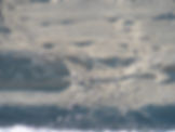 Santa Barbara Island piniped rookery 200