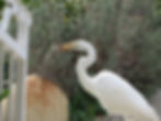 2020 02 22Snowy egret with lizard 