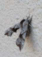 2020 02 29 Hawk? Moth 