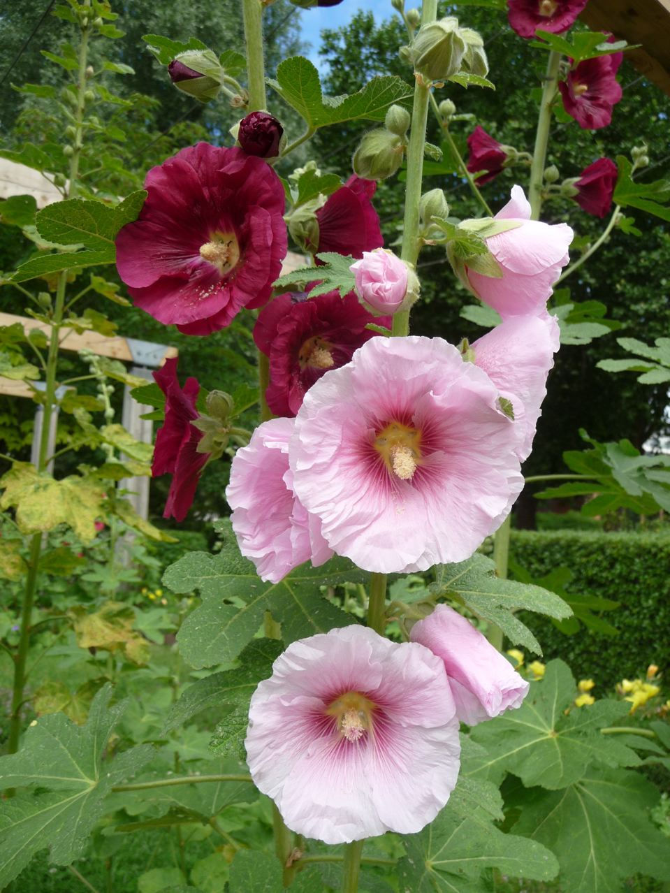 Miniature : - ROSE TREMIERE - (Althaea rosea) Graines.