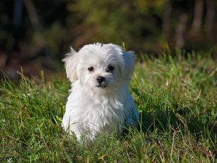 Protecting Eastern Shore: Why Pet Waste Removal is Vital for the Alabama's Gulf Coast