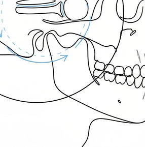 articulación témporo-mandibular