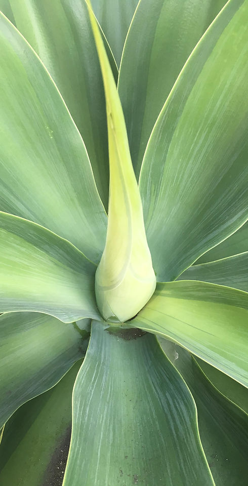 Agaveplant.jpg