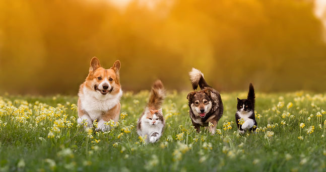 犬猫