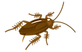 ゴキブリ