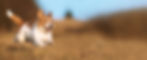 犬