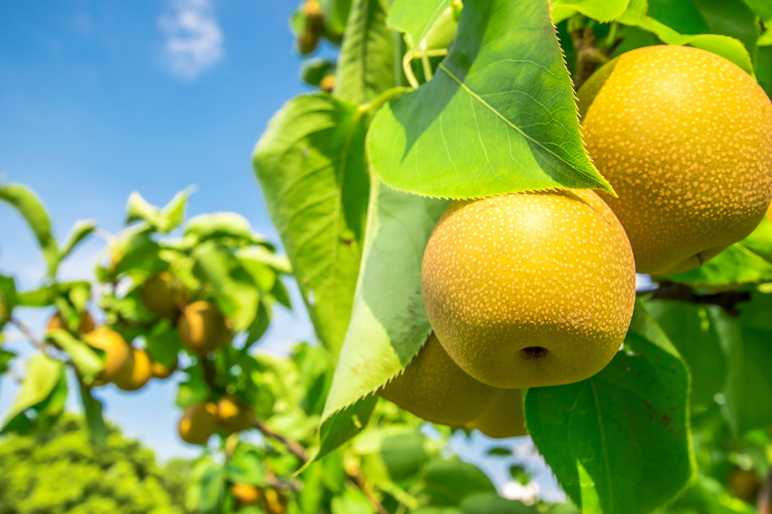 千葉県白井市 七郎左衛門の梨 産地直送 幸水 豊水 有機栽培梨 マルシチ果園