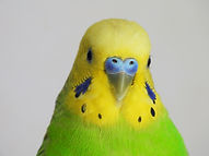 インコ