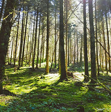 forêt