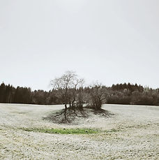 arbre isolé Jura