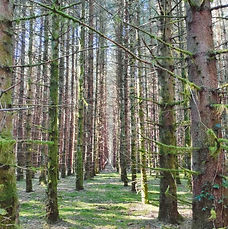 forêt jurasienne
