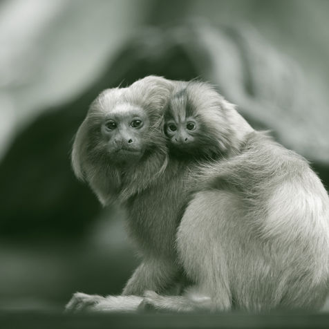 Over half of the global economy depends on biodiversity. Government and business need to preserve it