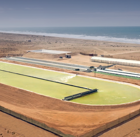 At the Sahara's edge, Brilliant Planet is building a climate solution to rival Earth's forests