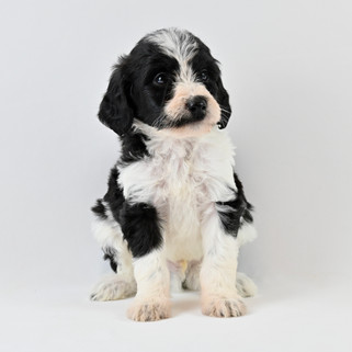 Black & White Brittany Spoodle