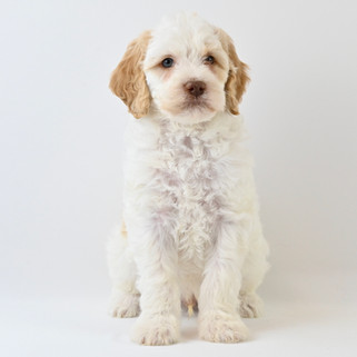Orange & White Brittany Spoodle