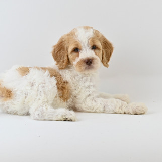 Orange & White Brittany Spoodle
