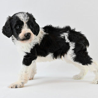 Black & White Brittany Spoodle