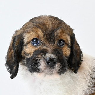 Tri-Color Brittany Spoodle