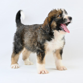 Tri-Sable Bernedoodle