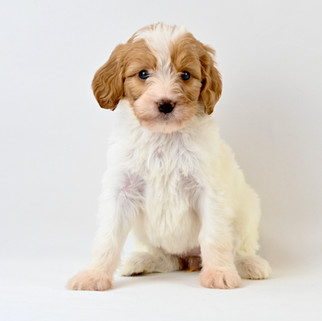 Orange & White Brittany Spoodle